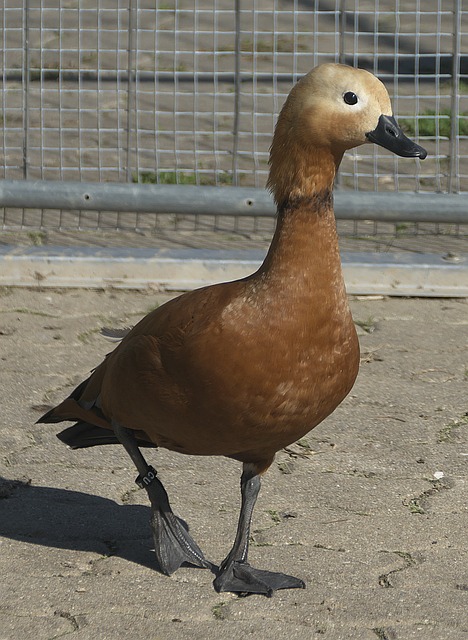 选择